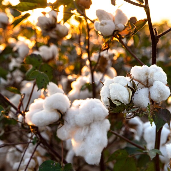 West Texas Cotton Field Photo, Cotton Field Sunrise Glow, Lubbock Texas Photography, Rustic Home Decor, West Texas Farmhouse Wall Art