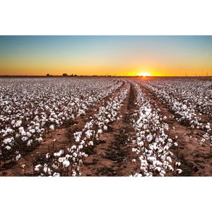 May include: A field of white cotton plants at sunset. The sun is setting in the distance, casting a warm glow over the field.