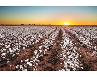 West Texas Sunset Print, Lubbock Cotton Sunset, West Texas Wall Art, Cotton Field Photo, Cotton Farm Field Rows, Farmhouse Home Decor
