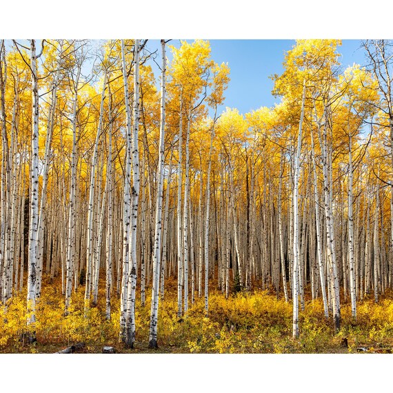 Colorado Aspen Wall Art, Kebler Pass Aspen Stand, Golden Aspen