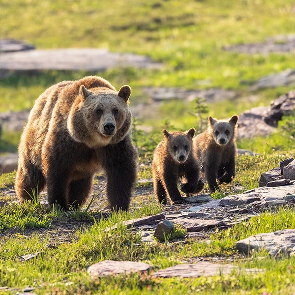 Grizzly Bear Print - Etsy