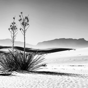 B&W White Sands National Park Photo | Black and White Yucca Dunes View | White Sands New Mexico Photography, Southwest Wall Art