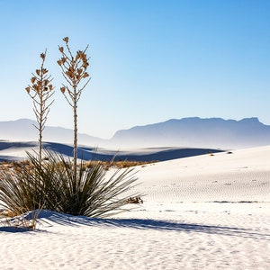 White Sands National Park Photo | &quot;Yucca Dunes View&quot; | White Sands National Monument Print - New Mexico Photography, Southwest Wall Art