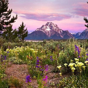 Grand Teton Wall Art | Grand Teton Wildflower Sunrise | Grand Teton National Park Photo, Mount Moran Photo, Grand Teton Photography