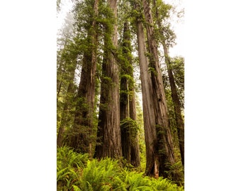 Forest Photography, Foggy California Redwoods Print, Vertical Redwood Tree Photo, Crescent City California, Jedediah Smith Redwoods Wall Art