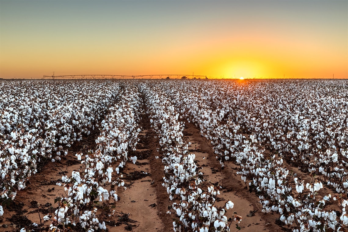 West Texas Cotton Print Sunset Over Lubbock Cotton Field Etsy