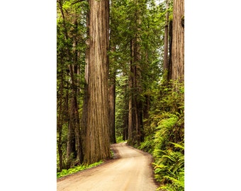 Redwood Tree Photo, Winding Forest Road, Crescent City California Redwoods Print, Redwoods Wall Art, Jedediah Smith Redwoods State Park