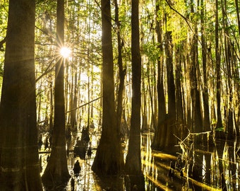 Cypress Tree Forest Photo | "Through the Trees" | Texas Photography - Louisiana Swamp Print - Caddo Lake Photo - Cypress Bayou Print