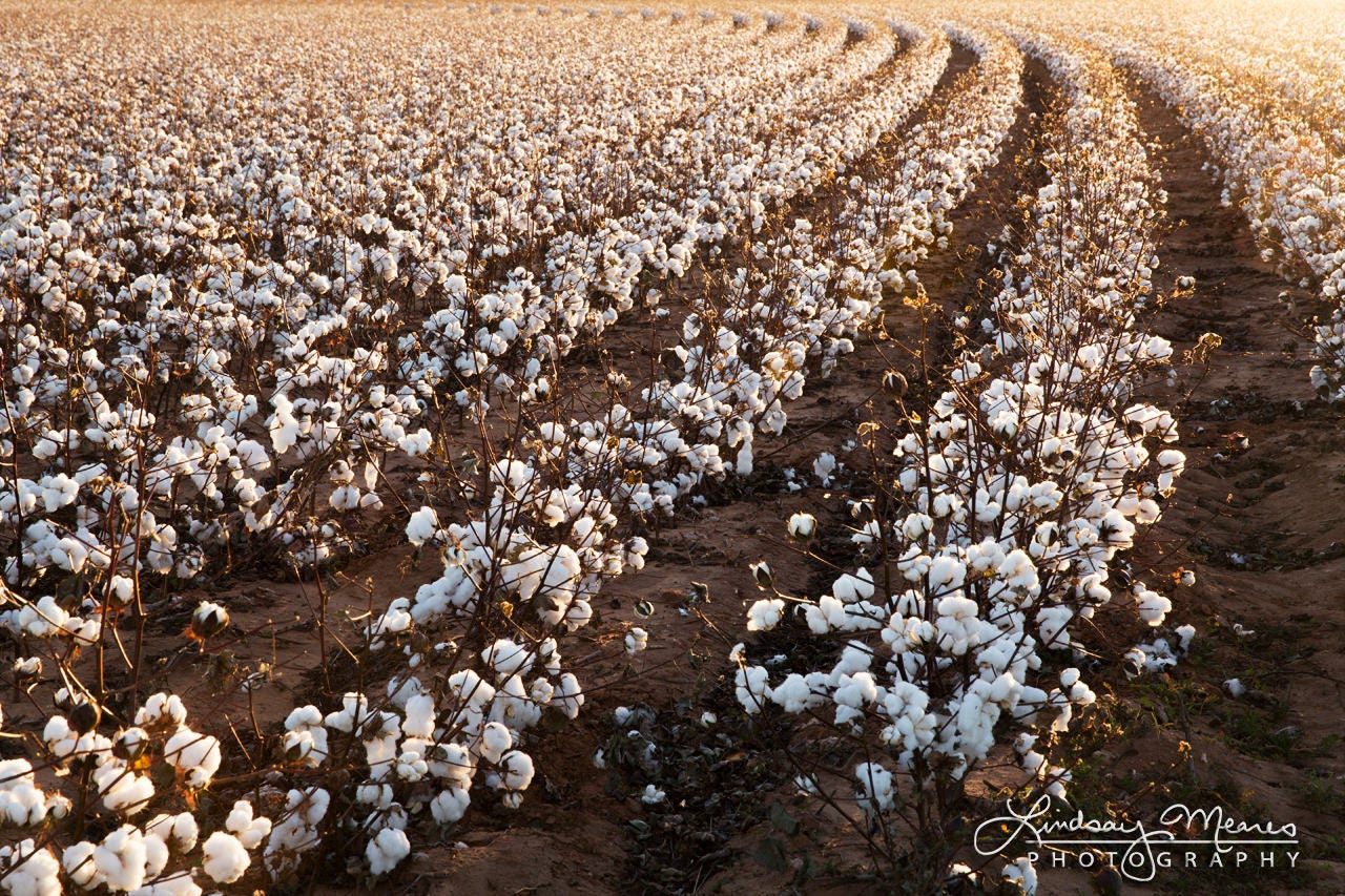 Cotton Field Photo cotton Field Rows West Etsy