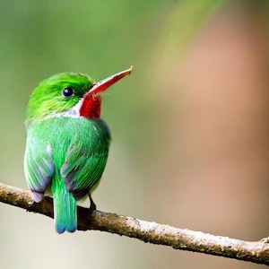 Puerto Rican Tody Photo | &quot;San Pedrito&quot; | Green Bird Photo - Puerto Rico Wall Art - Green Bird Print - Puerto Rico Photo - Green Bird Print