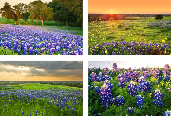 Texas Bluebonnets Photo Set Bluebonnet Sunset Etsy