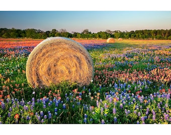 Texas Wildflower Photo, Hay Bales & Wildflowers, Texas Flowers Wall Art, Texas Landscape, Bluebonnet Field Print, Texas Hay Bales Decor