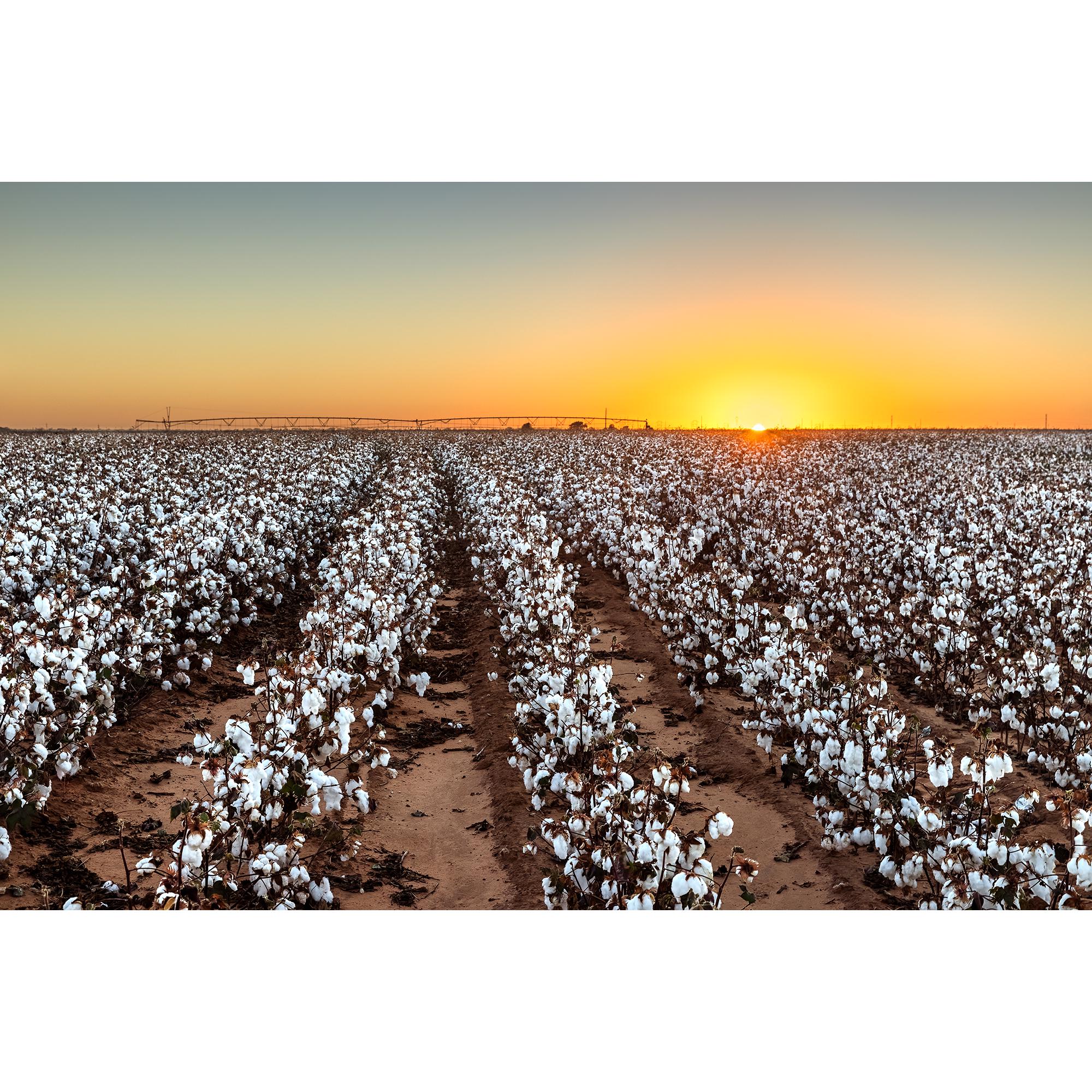 West Texas Cotton Print, Sunset Over Lubbock Cotton Field, West Texas Wall Art, Cotton Field Photo, Cotton Field Rows, Farmhouse Home Decor