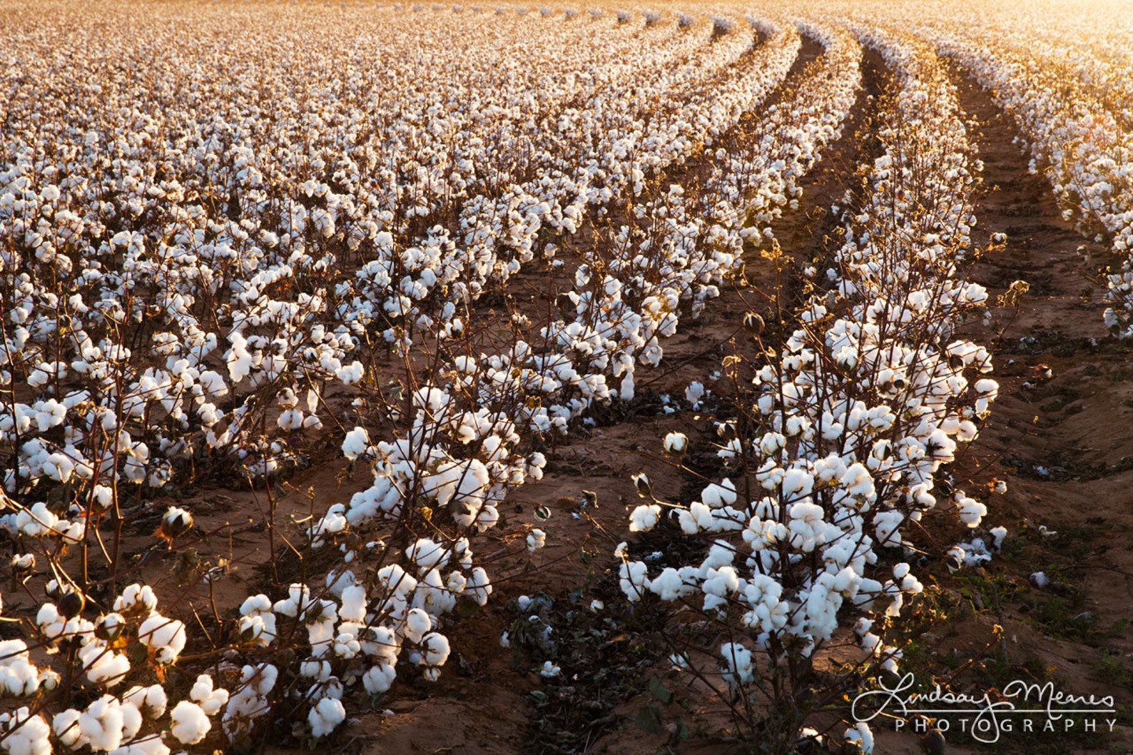 Cotton Field Photo Set / Golden Afternoon Cotton / Etsy