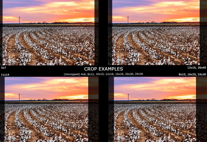 West Texas Photo Texas Cotton Photography Cotton Field Photo Texas Farmhouse Decor Rural Landscape Print Roadside Cotton Field Sunset
