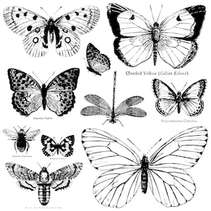 Iron Orchid Designs Butterflies Stamp