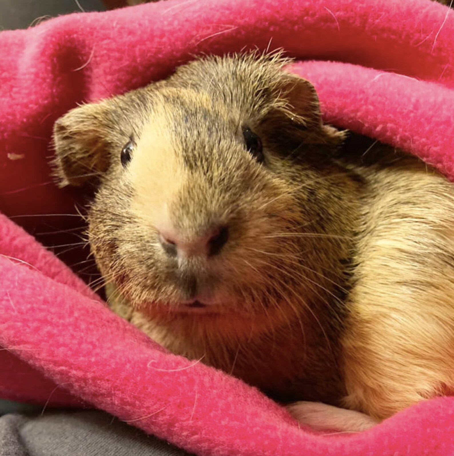 Buy Cuddle Sack Mystery Pack Guinea Pig Hedgehog Cuddle Sack Online in