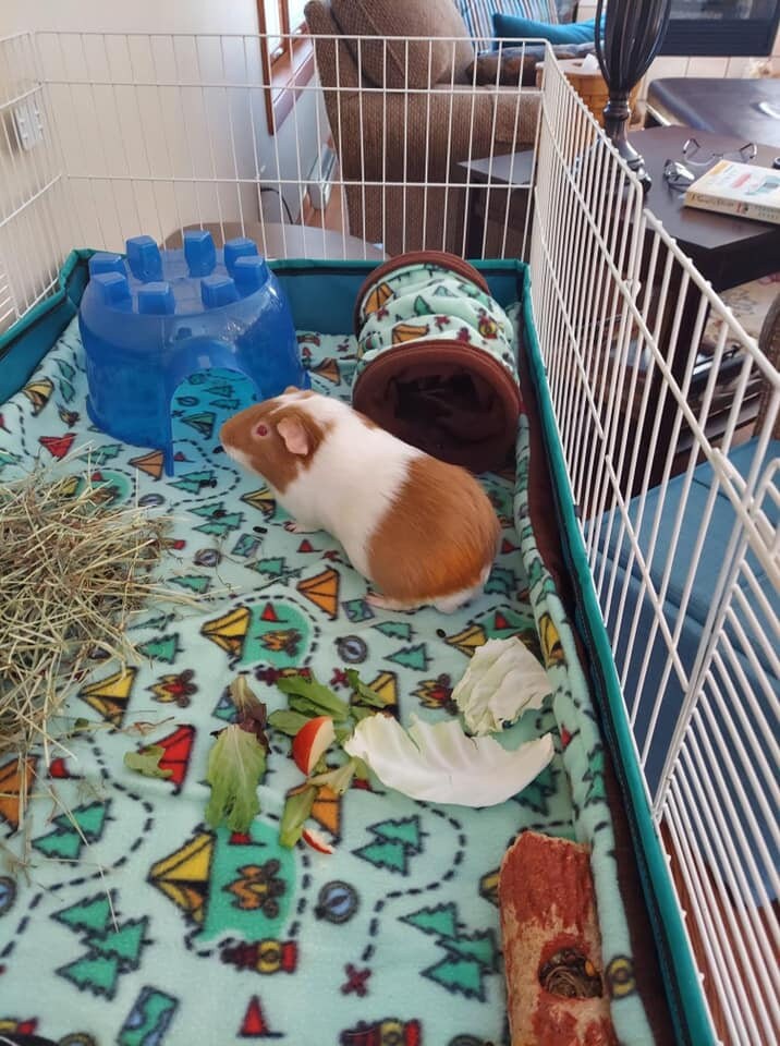 C&C Guinea Pig Cage Liner 2x1 2x2 2x3 2x4 2x5 Liner Fleece Etsy