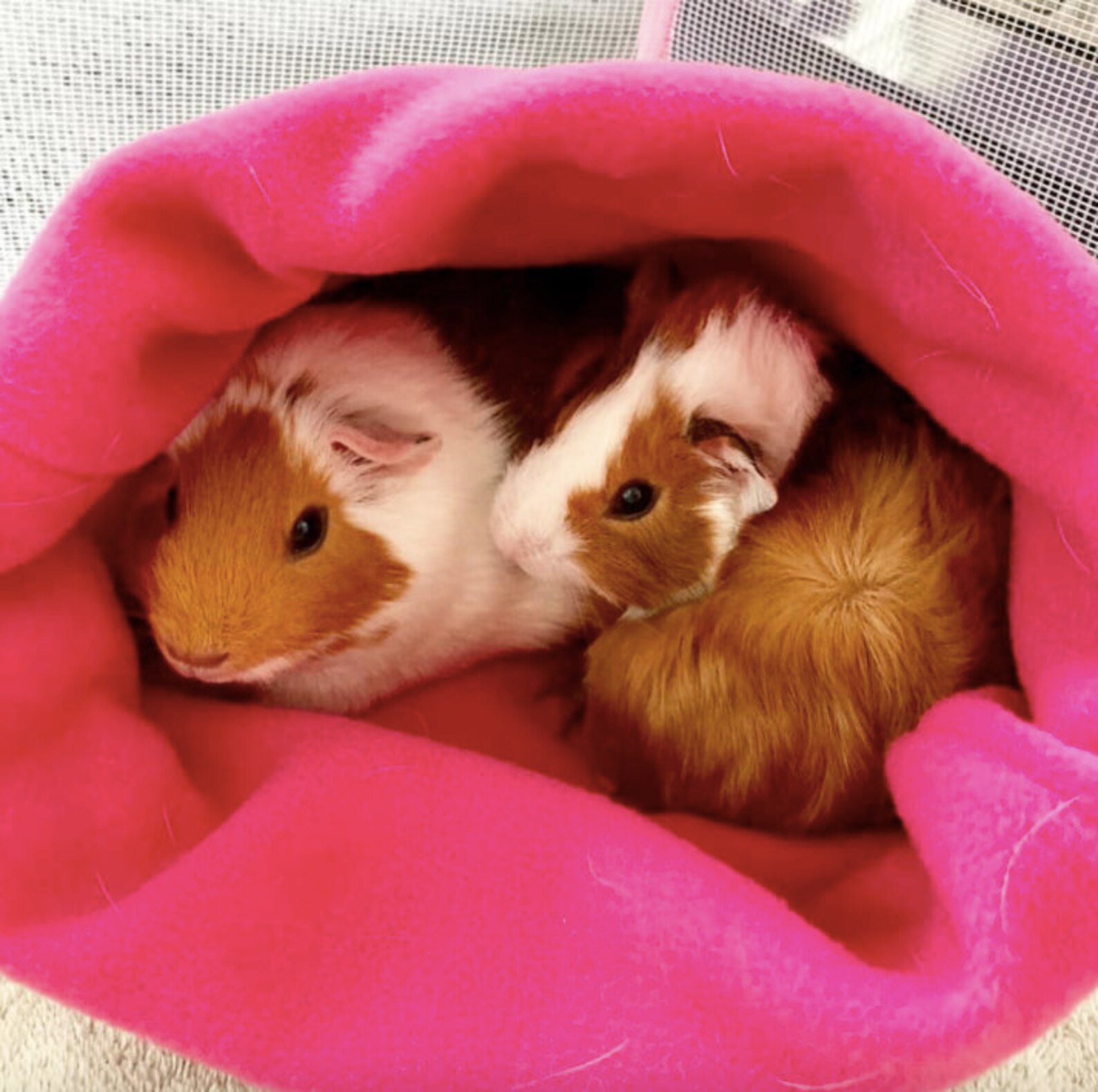 Unveiling The Mystery: Guinea Pig Menstruation - 2upx91d