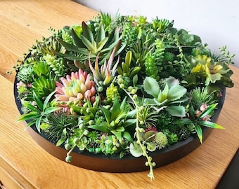 Circle 3D Round Realistic Planter with Moss Faux Artificial Succulents Art Home Modern Decor Wood Framed Plant House Warming Office Business