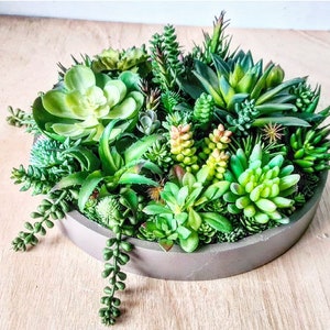 Könnte beinhalten: Ein runder grauer Topf, gefüllt mit verschiedenen grünen Sukkulenten. Der Topf ist aus Beton und hat eine glatte, strukturierte Oberfläche.