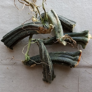 May include: Dried green squash with brown stems and a light brown, dried, fibrous texture.