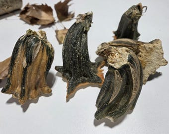 May include: Close-up of several dried pumpkin stems with green and tan coloring. The stems have a textured appearance and are arranged on a white surface with a few dried leaves in the background. The stems are a natural product.