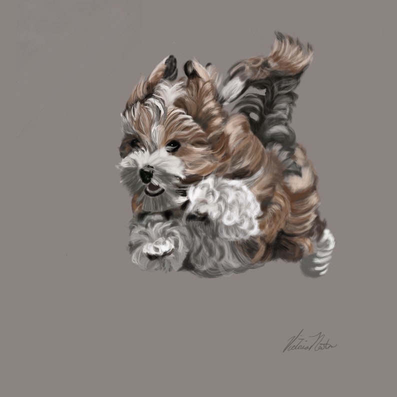 Havanese Dog on the Run Fine Art Print