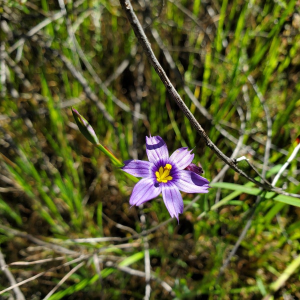 20 Blue-Eyed Grass Sisyrinchium Bellum Seeds - Native Grass - Organically Produced in So Cal