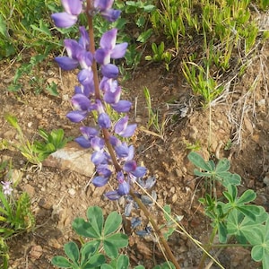 20 Lupine Purple California Wildflower Seeds - Native Wildflower Organically Produced in So Cal