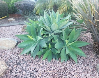 Agave Attenuata - Foxtail Agave Plant LIVE Succulent | Rooted | Drought Tolerant Landscaping | Soft Leaves, No Spines