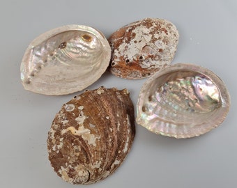 Abalone shell for smudge, jewelry holder, ring holder, ring holder, incense holder