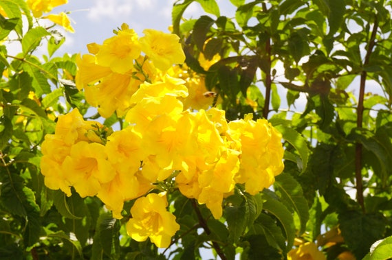 yellow elder tree yellow bushy floral trumpet flowers tecoma etsy
