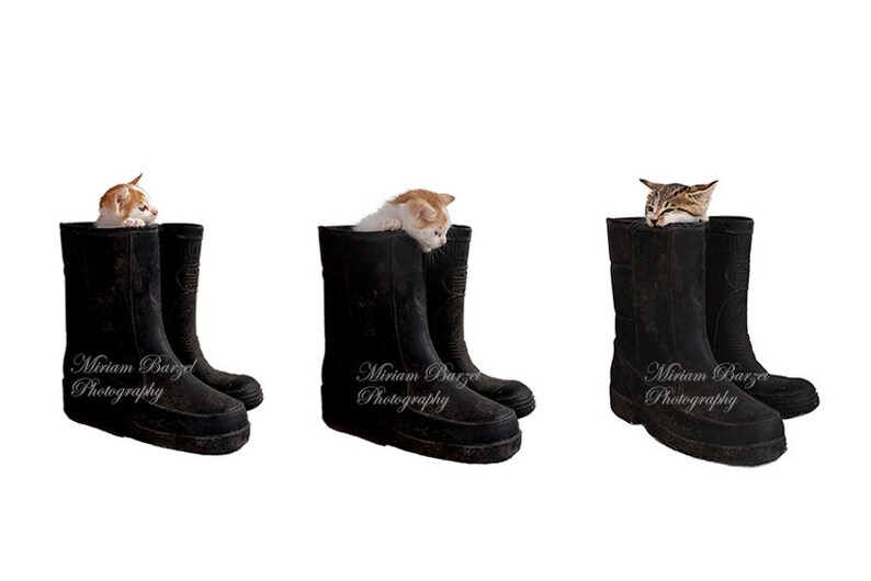 Photography Backgrounds Digital cat, Animal Overlays Transparent PNG 3x cats in boots