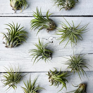 Air Plant / Live Indoor Plant / Home Decor / Tillandsia Ionantha