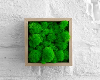Giardino verticale e decorazione per pareti, muschi e licheni, quadro vegetale 100% naturale.