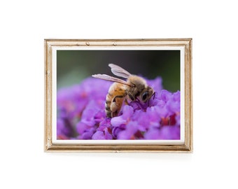 Purple Flower Honey Bee Art Print, Summer Farm Picture, Country Home Decor, Farmhouse Decor with FREE US Shipping