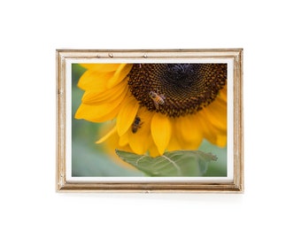 Sunflower Honey Bee Art Print, Summer Farm Picture, Country Home Decor, Farmhouse Decor with FREE US Shipping