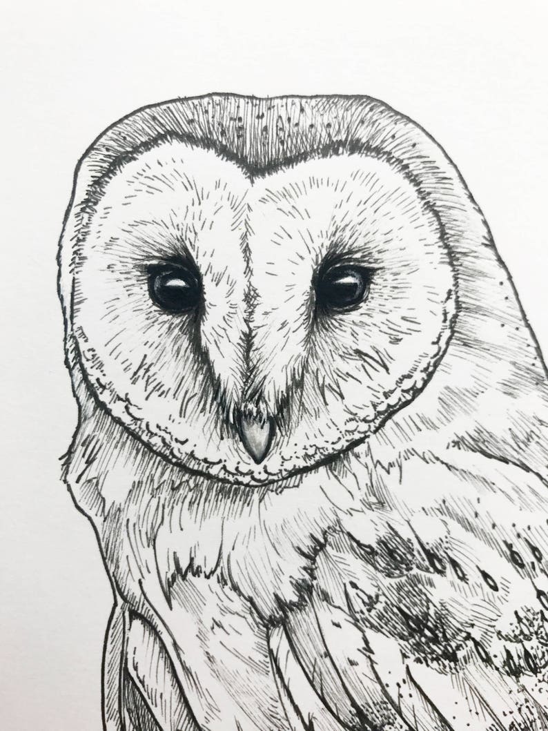 Barn Owl digital print pen and ink wall art nature Etsy