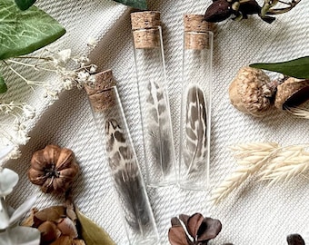 Petite Quail Feather in Glass Vial, Real Feathers, Bird Feather, Natural History, Curiosity, Oddity, Altar Decor, Unique Gift
