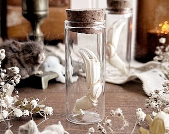 Petite Crab Claw in Glass Vial – No. 12, Preserved Crab Claw, Natural History, Beach Finds, Curiosity, Oddity