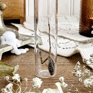 Petite Mummified Frog in Glass Vial – No. 18, Preserved Frog, Natural History, Curiosity, Oddity, Apothecary, Altar Decor, Unique Gift Idea