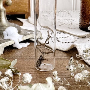 Petite Mummified Frog in Glass Vial – No. 13, Preserved Frog, Natural History, Curiosity, Oddity, Apothecary, Altar Decor, Unique Gift Idea