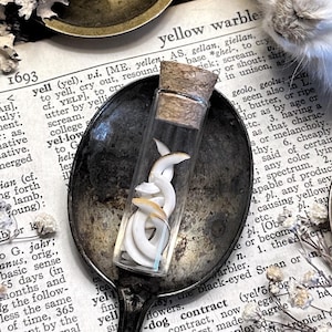 Real Rat Teeth in Glass Vial – No. 01, Rat Decor, Rat Gift, Natural History, Curiosity, Oddity, Altar Decor, Unique Gift Idea