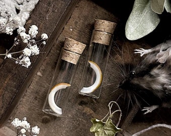 Real Squirrel Tooth in Glass Vial – No. 04, Natural History, Curiosity, Oddity, Real Animal Bones, Altar Decor, Unique Gift Idea