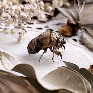 One Real Hand Selected Cicada Molt – No. 01, Cicada Exoskeleton, Preserved Insect, Natural History, Curiosity, Oddity, Altar Decor, Unique