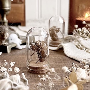 Real Cicada Molt in Glass Dome – No. 03, Cicada Exoskeleton, Preserved Insect, Natural History, Curiosity, Oddity, Altar Decor, Unique Gift
