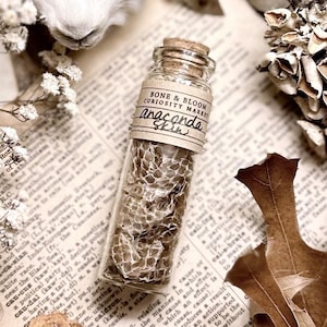 Anaconda Snake Skin in Glass Vial, Real Snake Shed, Snake Decor, Natural History, Curiosity, Oddity, Altar Decor, Unique Gift Idea