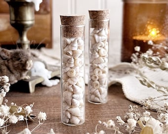 Tiny Venetian Pearl Shells in Glass Vial – No. 01, Venetian Pearls, Natural History, Ocean Decor, Beach Decor, Curiosity, Altar Decor