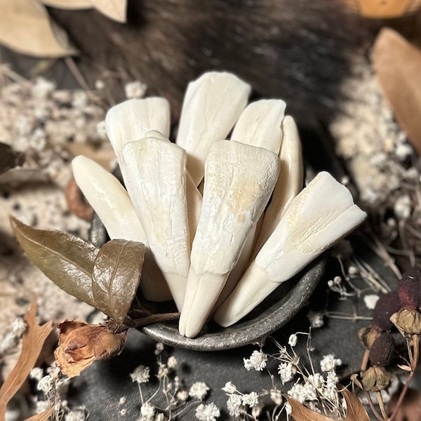 Imperfect Bison Tooth, Real White Bison Teeth, Natural History, Curiosity, Oddity, Apothecary, Altar Decor, Unique Gift Idea